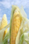Maize
